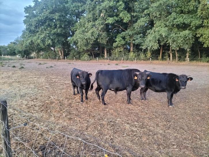 Dahomey koeien mini rund, Dieren en Toebehoren, Runderen, Meerdere dieren, 0 tot 2 jaar