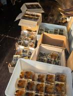 Opgezette vlinders in epoxy Opgezette dieren taxidermie, Verzamelen, Ophalen of Verzenden