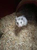 Syrische hamsters, Dieren en Toebehoren, Knaagdieren, Hamster, Augustus, Meerdere dieren, Tam