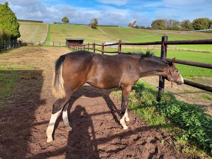 Merrieveulen BWP, dressuur., Dieren en Toebehoren, Paarden, Merrie, Niet van toepassing, 0 tot 2 jaar, Dressuurpaard, Met stamboom