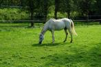 natuurlijke begrazing met schapen, Dieren en Toebehoren