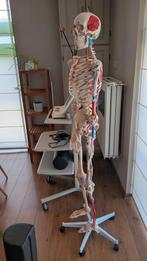 Skelet studiemateriaal, Ophalen, Gebruikt