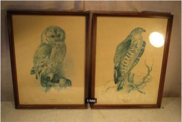 2 magnifiques imprimés d'oiseaux, chouette et buse, 42 x 32, Enlèvement ou Envoi, Comme neuf, Imprimé