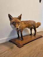 Opgezette Vos, Ophalen