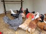 Jonge kippen, Dieren en Toebehoren, Overige Dieren, Meerdere dieren