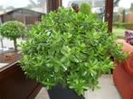 2 grote crassula ovata jade plant, Ophalen, Vetplant, Halfschaduw, Minder dan 100 cm