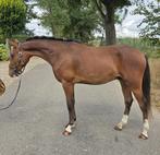 Sterk bewegende new forest ruin, Dieren en Toebehoren, Pony's, Gechipt, Ruin, 0 tot 2 jaar, Onbeleerd