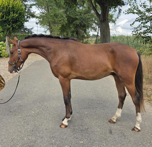 Sterk bewegende new forest ruin, Dieren en Toebehoren, Pony's, Ruin, Onbeleerd, D pony (1.37m tot 1.48m), 0 tot 2 jaar, Met stamboom