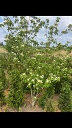 Cornus kousa milkyway, Ophalen