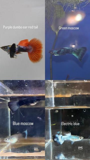 Verschillende soorten guppy’s te koop beschikbaar voor biedingen