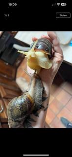 Afrikaanse agaatslakken, Dieren en Toebehoren, Reptielen en Amfibieën, Overige soorten, Tam, 0 tot 2 jaar