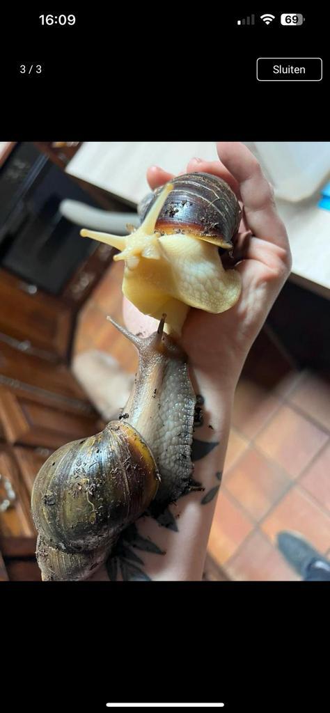 Afrikaanse agaatslakken, Dieren en Toebehoren, Reptielen en Amfibieën, Overige soorten, 0 tot 2 jaar, Tam