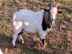 Dwergeit bok, Dieren en Toebehoren, Schapen, Geiten en Varkens