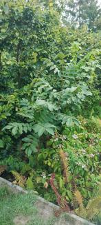 Notelaar/ okkernoot, Tuin en Terras, Planten | Struiken en Hagen, Ophalen