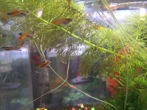 Endler gups  15 stuks + potje gratis levermos, Dieren en Toebehoren, Vissen | Aquariumvissen