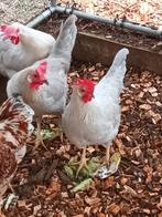 Leghorn isabel aan de leg, Dieren en Toebehoren, Pluimvee, Vrouwelijk, Kip