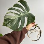 Monstera variegata stek, Huis en Inrichting, Kamerplanten, Ophalen