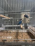 Nigrigenis, Dieren en Toebehoren, Vogels | Parkieten en Papegaaien