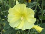 Alcea rugosa of Wilde Stokroos, Tuin en Terras, Ophalen, Vaste plant