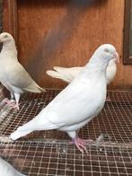 Keulse tuimelaars, Meerdere dieren, Tuimelaar of Roller