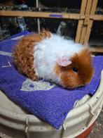 Roodbonte langhaar cavia's, Mâle, Domestique, Septembre, Cobaye