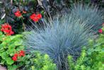 Festuca glauca 'Elyah bleu', Tuin en Terras, Planten | Tuinplanten, Vaste plant, Ophalen, Volle zon