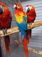 jonge geelvleugel ara's, Dieren en Toebehoren, Meerdere dieren, Papegaai, Geringd