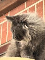 Blue Smoke Maine Coon poesje met de stamboom!, Dieren en Toebehoren, Poes, Gechipt, 0 tot 2 jaar