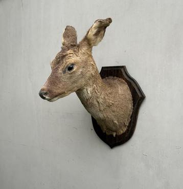 Opgezette hertekop, hinde, hert of ree - taxidermie beschikbaar voor biedingen