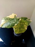 Monstera green snow, Huis en Inrichting, Ophalen of Verzenden