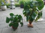 Pannenkoekenplanten, Huis en Inrichting, Kamerplanten, Ophalen of Verzenden