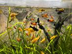 Molly en platy vissen, Dieren en Toebehoren, Vis, Zoetwatervis, Schoolvis