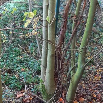 Hout gratis van bomen met niet te dikke stammen. beschikbaar voor biedingen