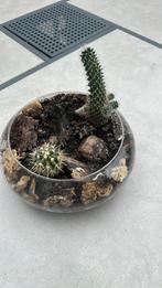 Montage plantes cactus, Enlèvement, Cactus