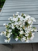 Campanula Ambella, Ophalen, Halfschaduw