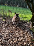 Wallaby, Dieren en Toebehoren, April, Mannelijk