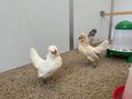 Watermaalse baardkriel, Meerdere dieren, Kip