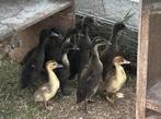 Jonge barberies en loopeenden