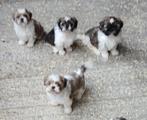 Shih Tzu pups, België, Overige rassen, CDV (hondenziekte), 8 tot 15 weken