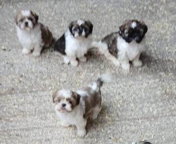 Shih Tzu pups beschikbaar voor biedingen