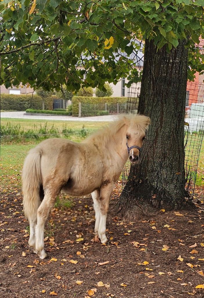 Palomino bont minipaardje van 2025., Dieren en Toebehoren, Paarden, Hengst, 0 tot 2 jaar, Recreatiepaard, Met stamboom, Gechipt