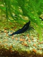 Blue dream neocaridina garnalen, Dieren en Toebehoren, Kreeft, Krab of Garnaal