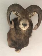 Moeflon taxidermie, Ophalen, Gewei of Kop