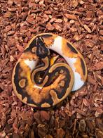 Prachtige jonge koningspythons te koop, Dieren en Toebehoren, Reptielen en Amfibieën, Amfibie