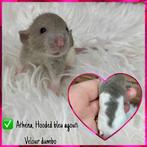 Wasberen, ratten, Dumbo Rex, Dieren en Toebehoren, Ophalen