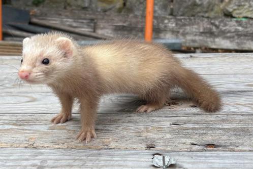 Jonge vrouwelijke kaneelfret, Dieren en Toebehoren, Knaagdieren, Vrouwelijk, Fret, Mei, Tam