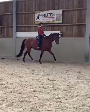 5j merrie beschikbaar voor biedingen