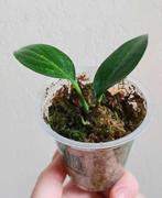 Rhaphidophora Decursiva (Philodendron Dragon Tail) Wetstick, Maison & Meubles, Plantes d'intérieur, Ombre partielle, Plante verte