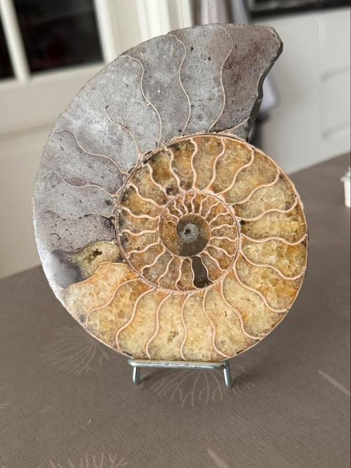 Ammoniet uit Madagaskar, Verzamelen, Mineralen en Fossielen, Fossiel, Ophalen of Verzenden