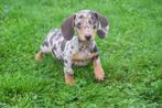 Teckel pups  mooie keuze direct beschikbaar, Dieren en Toebehoren, België, 8 tot 15 weken, Korthaar, Dwerg